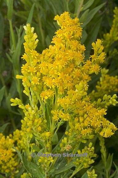 solidago elongata 6 graphic